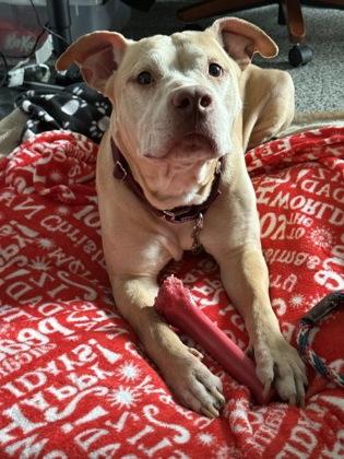 Chipotle thumbnail 4