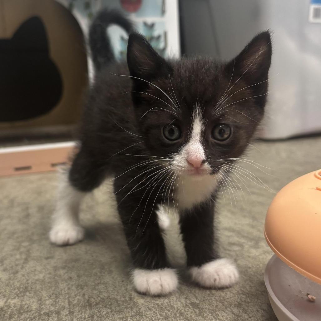 Nadia, Adoptable, Kitten Female Domestic Short Hair.