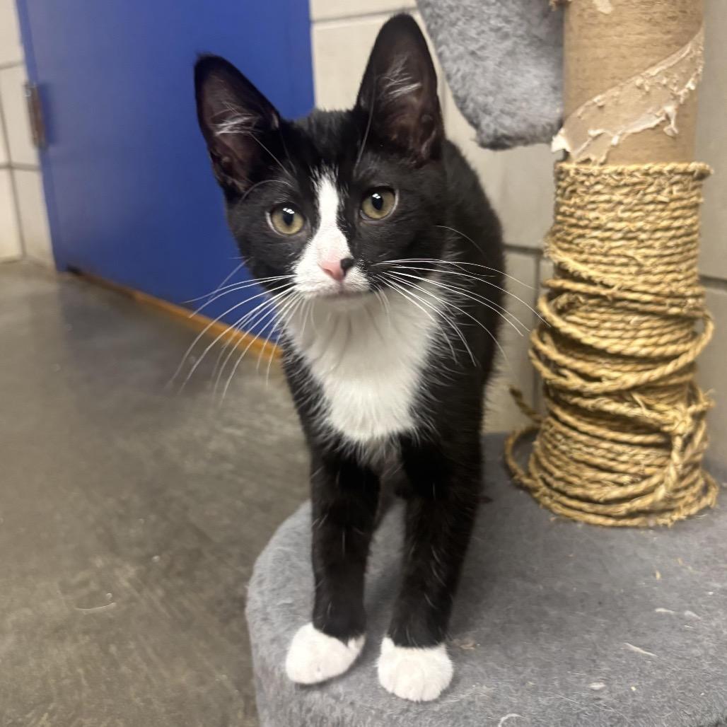 Enlarge Nadia, a Adoptable Domestic Short Hair in Waynesburg, PA image 3/5