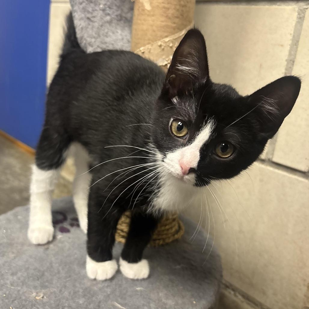 Enlarge Nadia, a Adoptable Domestic Short Hair in Waynesburg, PA image 4/5