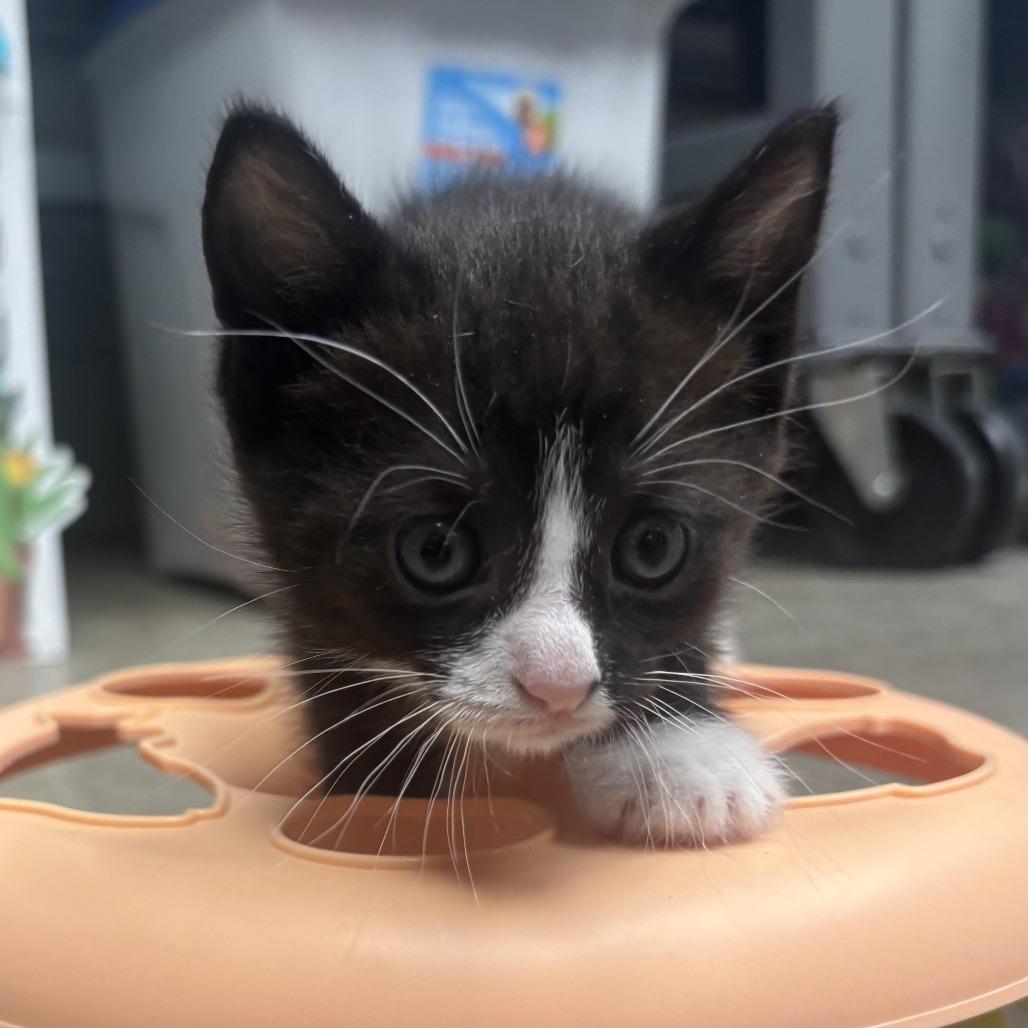 Enlarge Nadia, a Adoptable Domestic Short Hair in Waynesburg, PA image 5/5