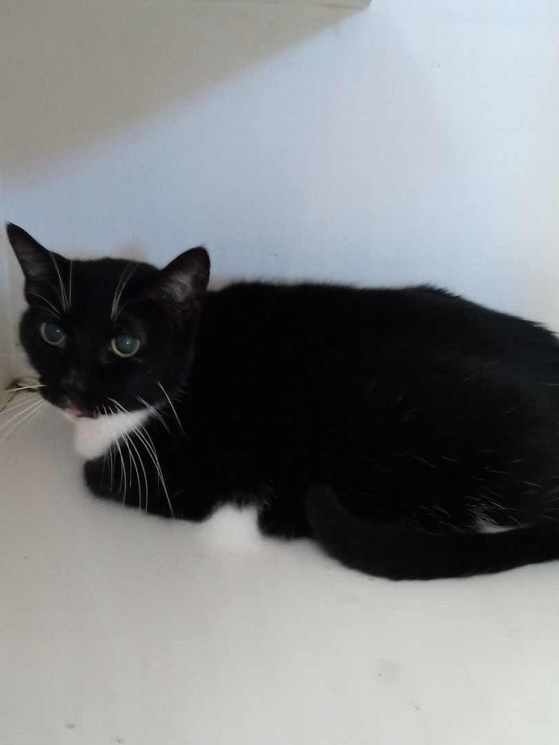 Freckles, Adopted, Adult Male Tuxedo.