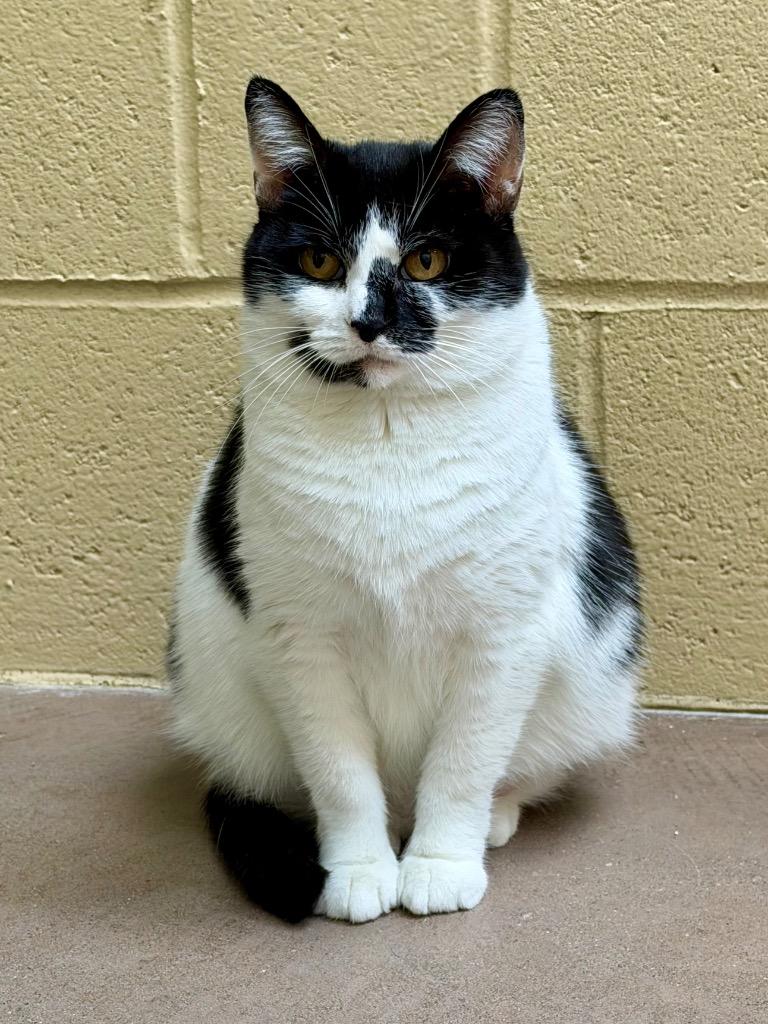 Sea Glass, Adoptable, Adult Female Domestic Short Hair.