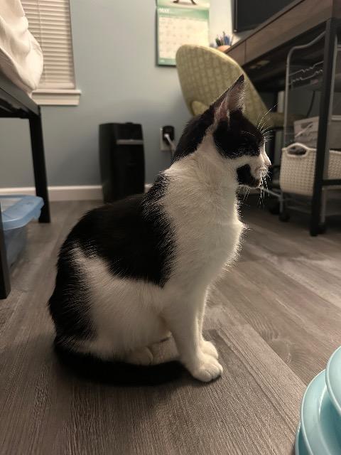 Sea Glass, Adoptable, Adult Female Domestic Short Hair.