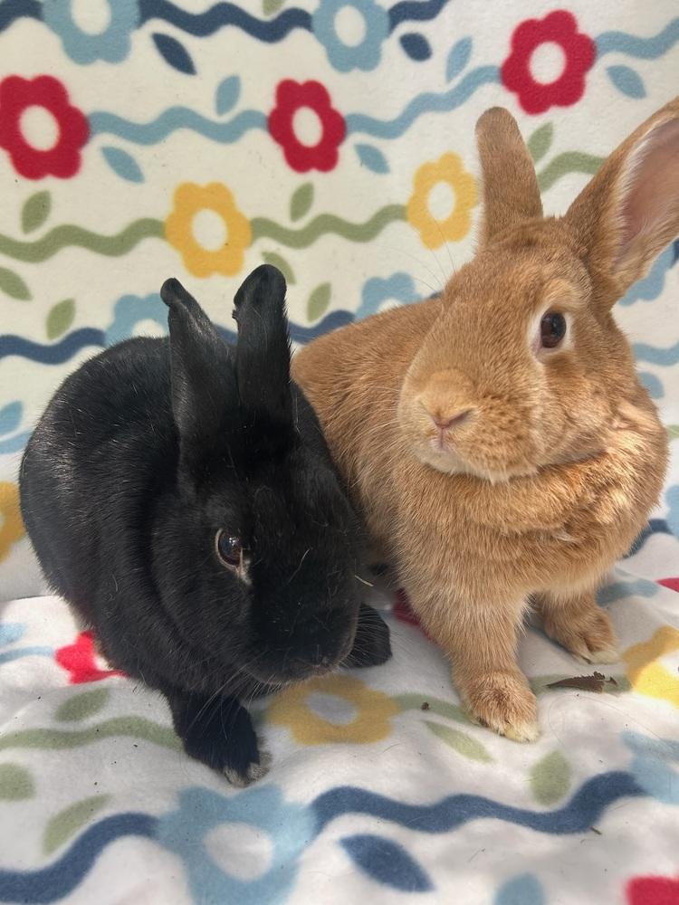 Pumpkin Girl (Bonded to Benji), Adoptable, Adult Female Dwarf.