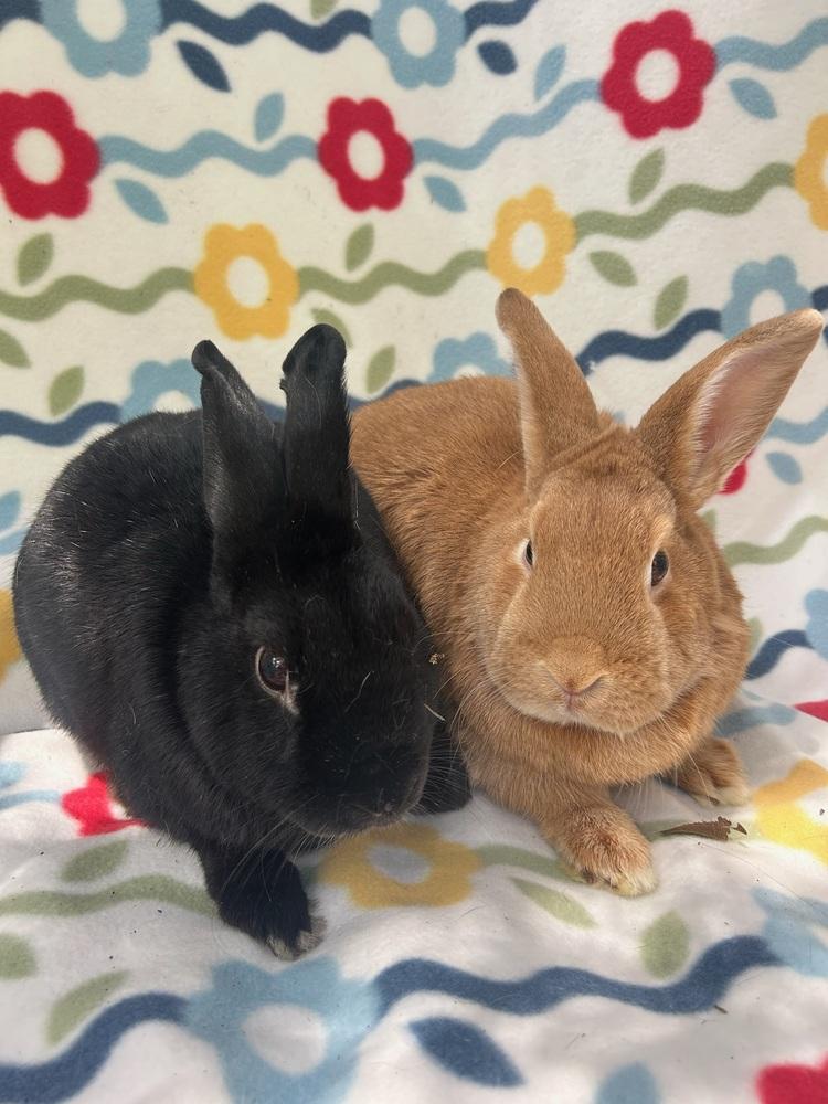 Enlarge Pumpkin Girl (Bonded to Benji), a Adoptable mixed breed in Gainesville, FL image 3/6