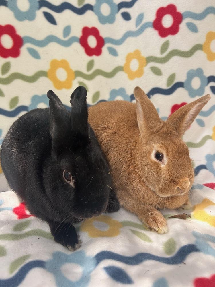 Enlarge Pumpkin Girl (Bonded to Benji), a Adoptable mixed breed in Gainesville, FL image 3/3