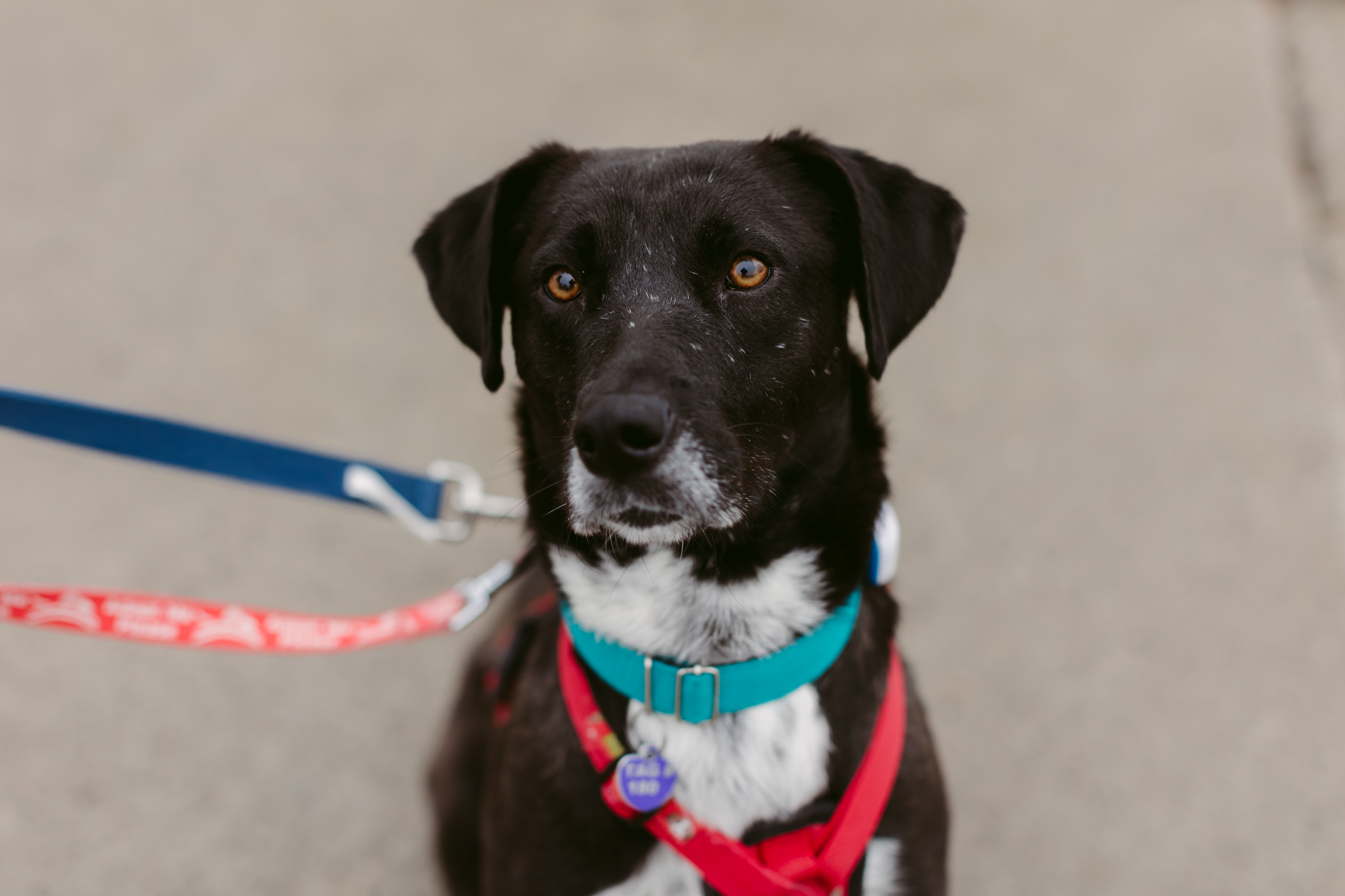 Dog for adoption Capuchina (FostertoAdopt), a Mixed Breed in