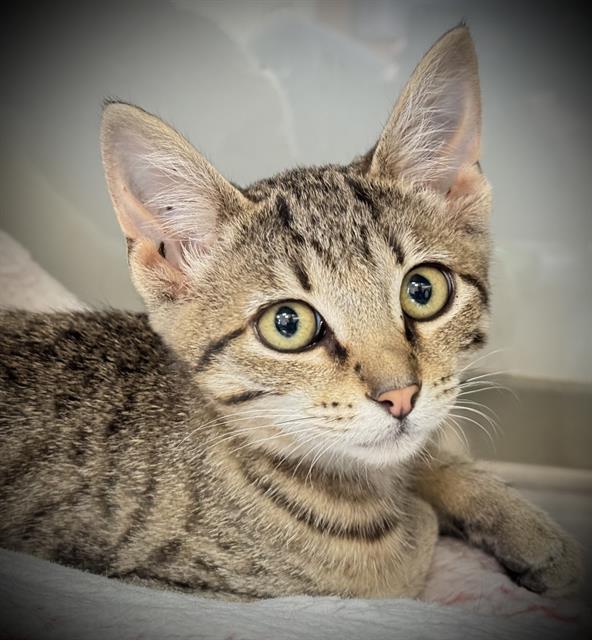 REBA*, Adoptable, Kitten Female Domestic Short Hair.