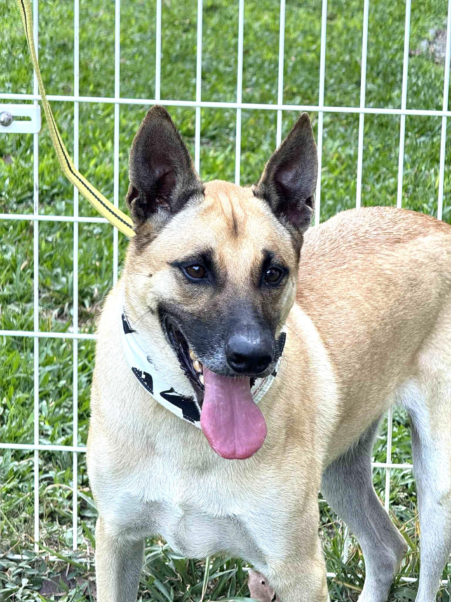 Chappy, a ADOPTABLE mixed breed in South San Francisco, CA image 5/6
