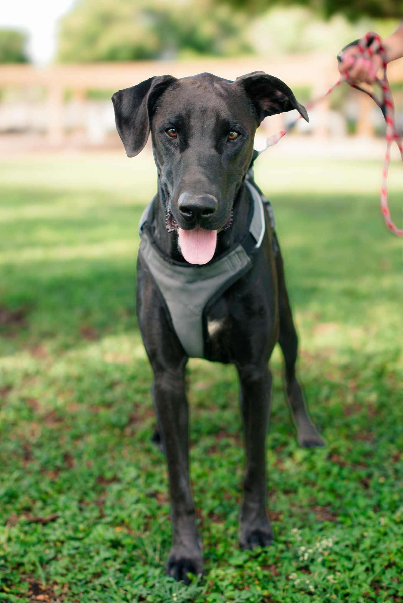 Enlarge Oreo, a Adoptable mixed breed in Mission, TX image 2/6