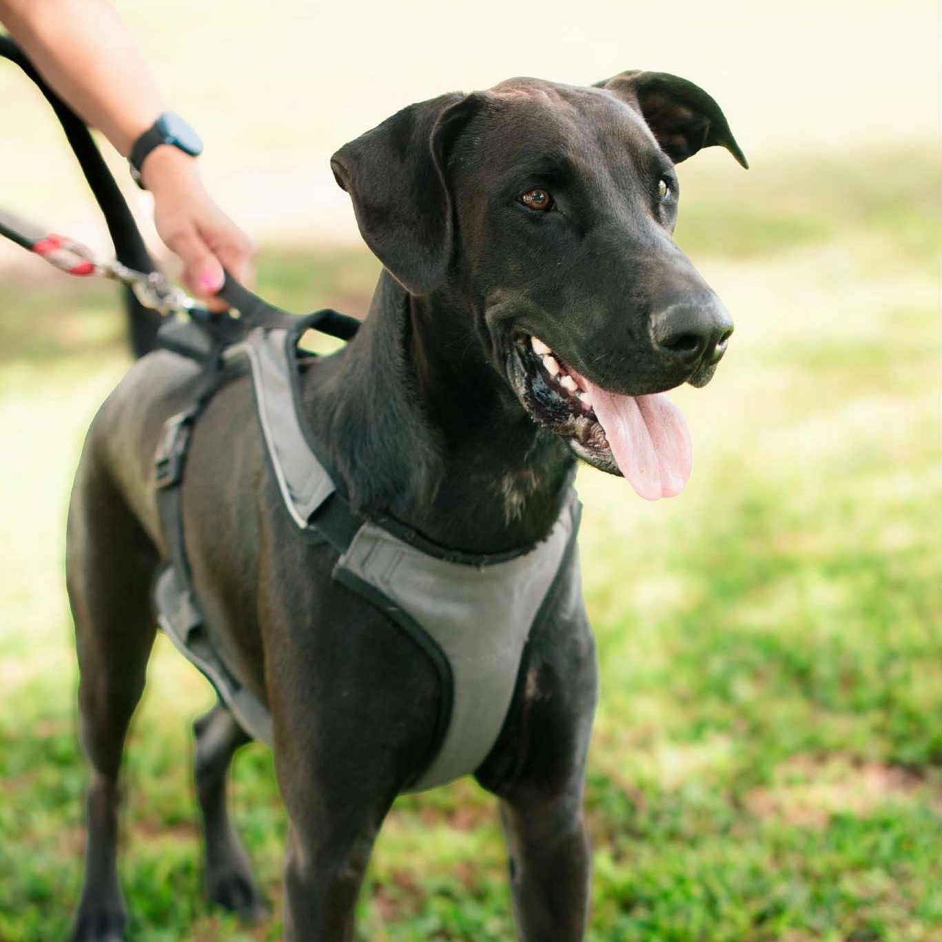 Enlarge Oreo, a Adoptable mixed breed in Mission, TX image 3/6