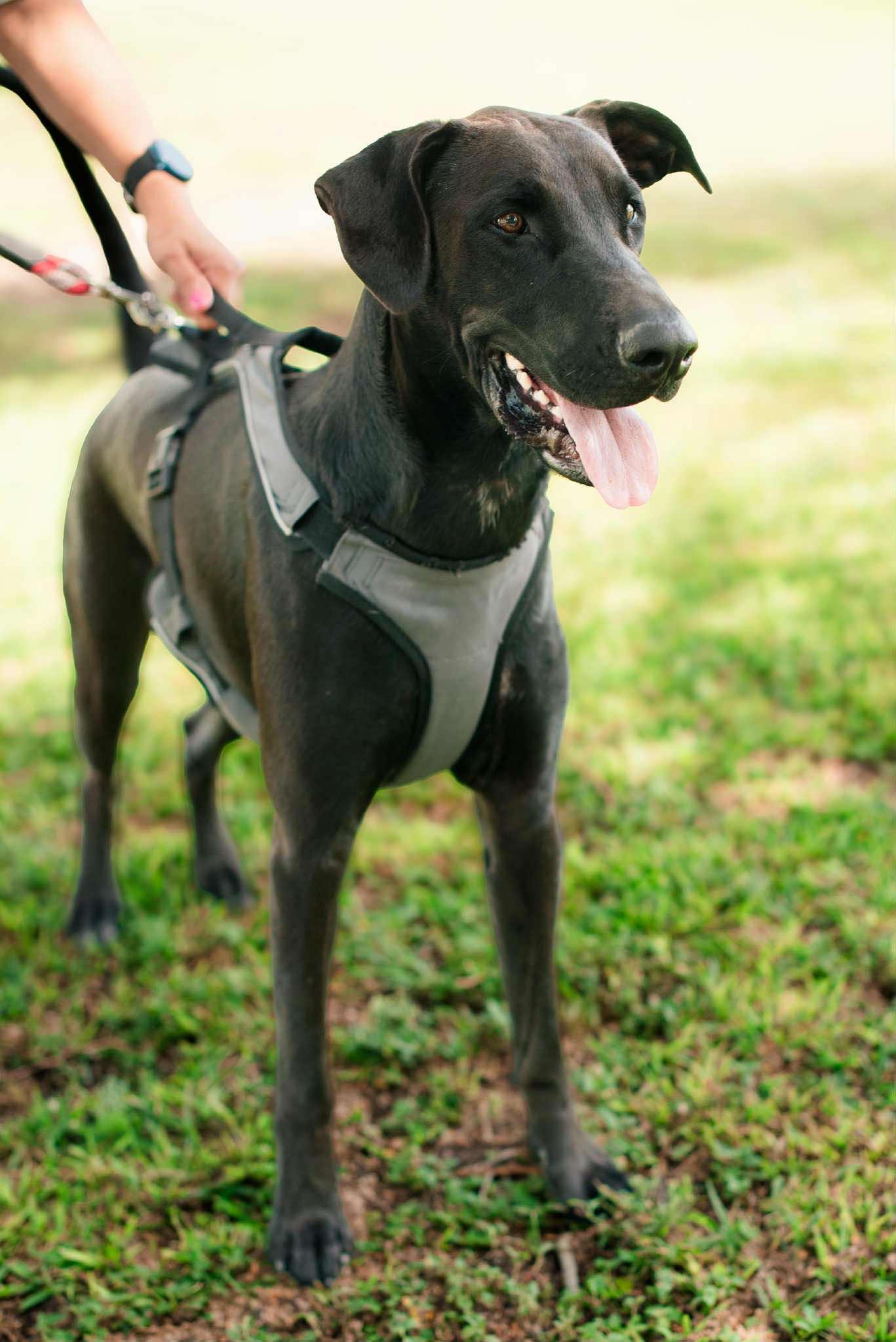 Enlarge Oreo, a Adoptable mixed breed in Mission, TX image 3/6