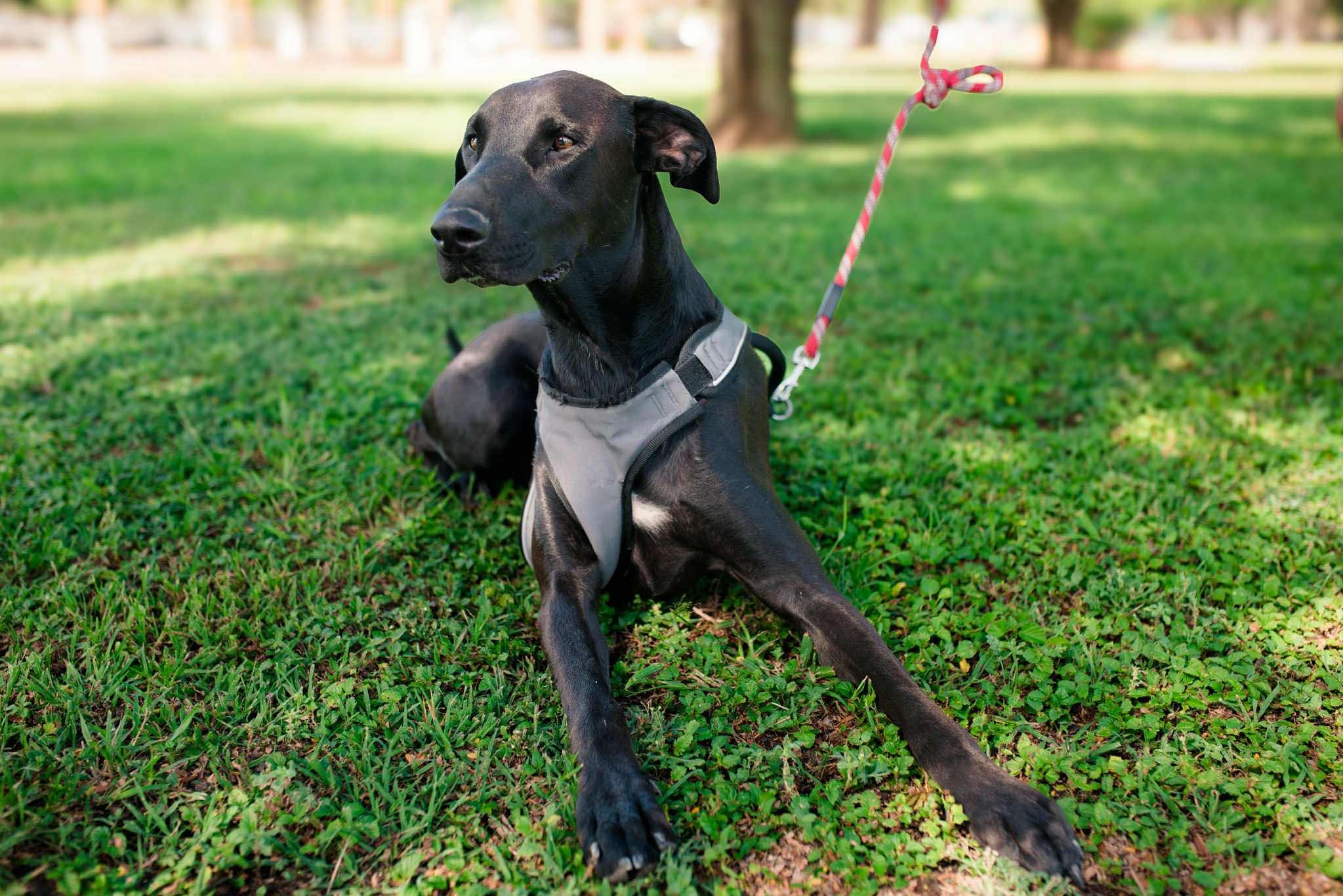 Enlarge Oreo, a Adoptable mixed breed in Mission, TX image 4/6