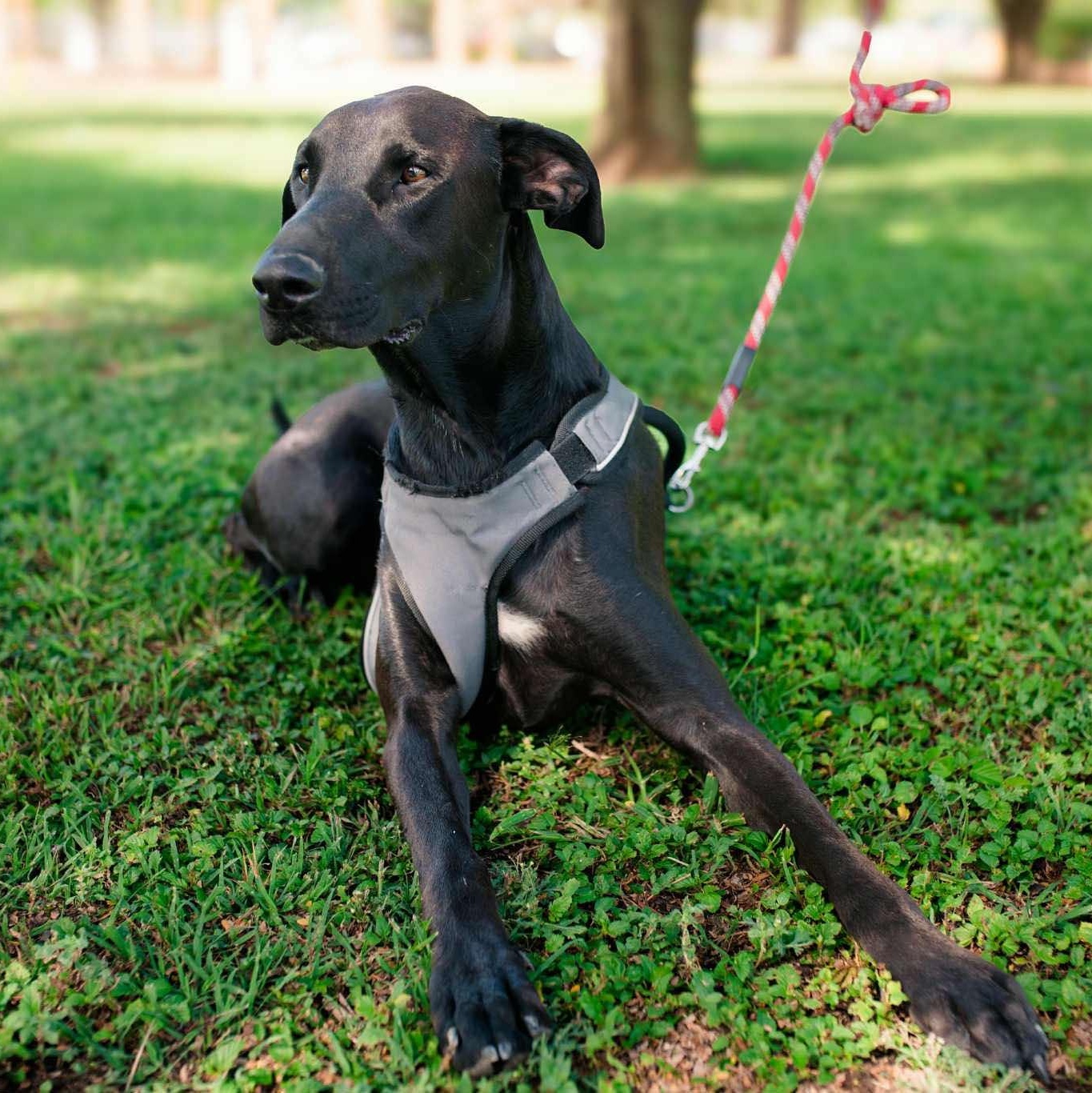Enlarge Oreo, a Adoptable mixed breed in Mission, TX image 4/6