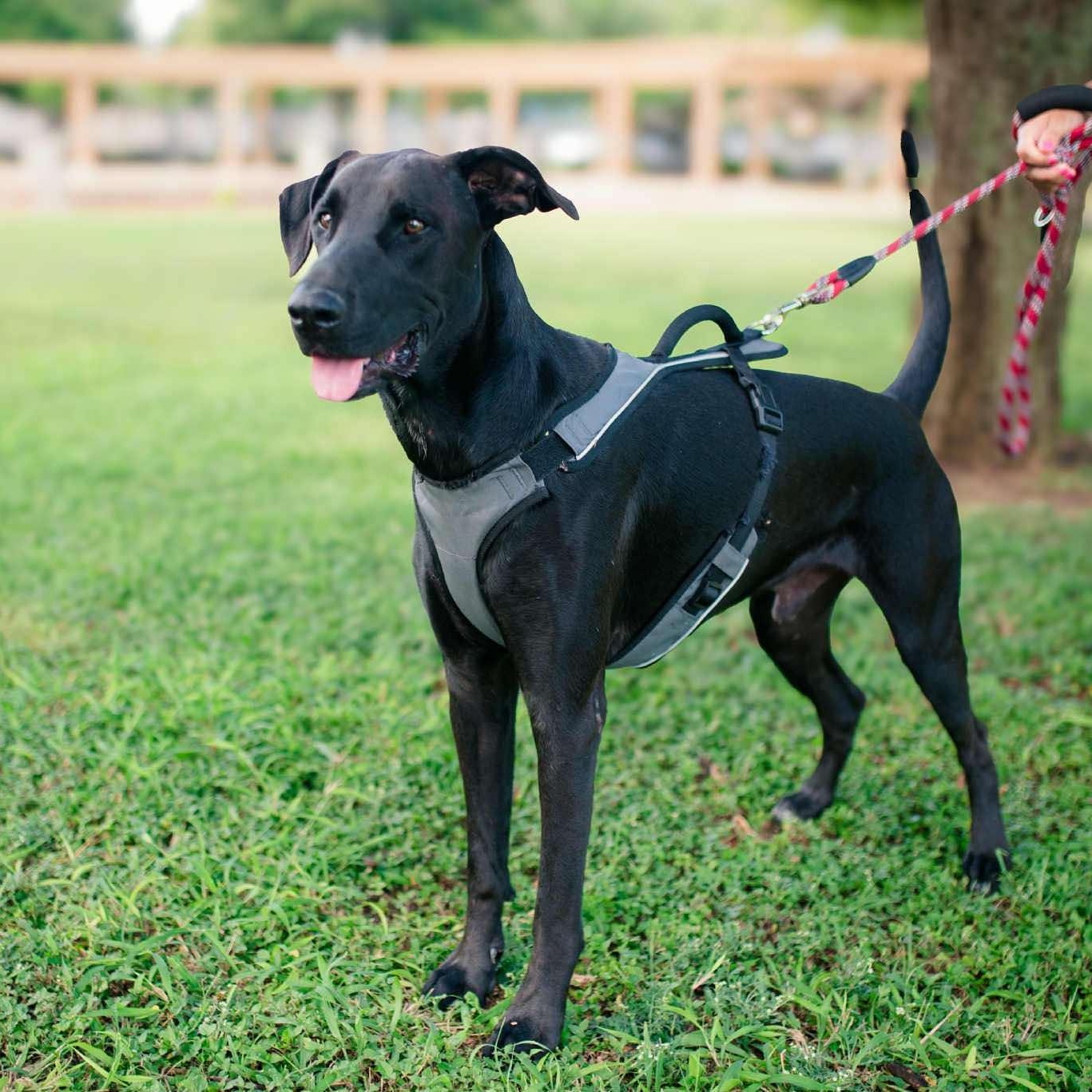 Oreo, Adoptable, Young Male Great Dane & Shepherd.