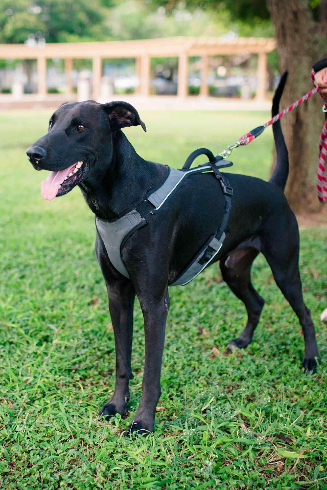 Enlarge Oreo, a Adoptable mixed breed in Mission, TX image 5/6