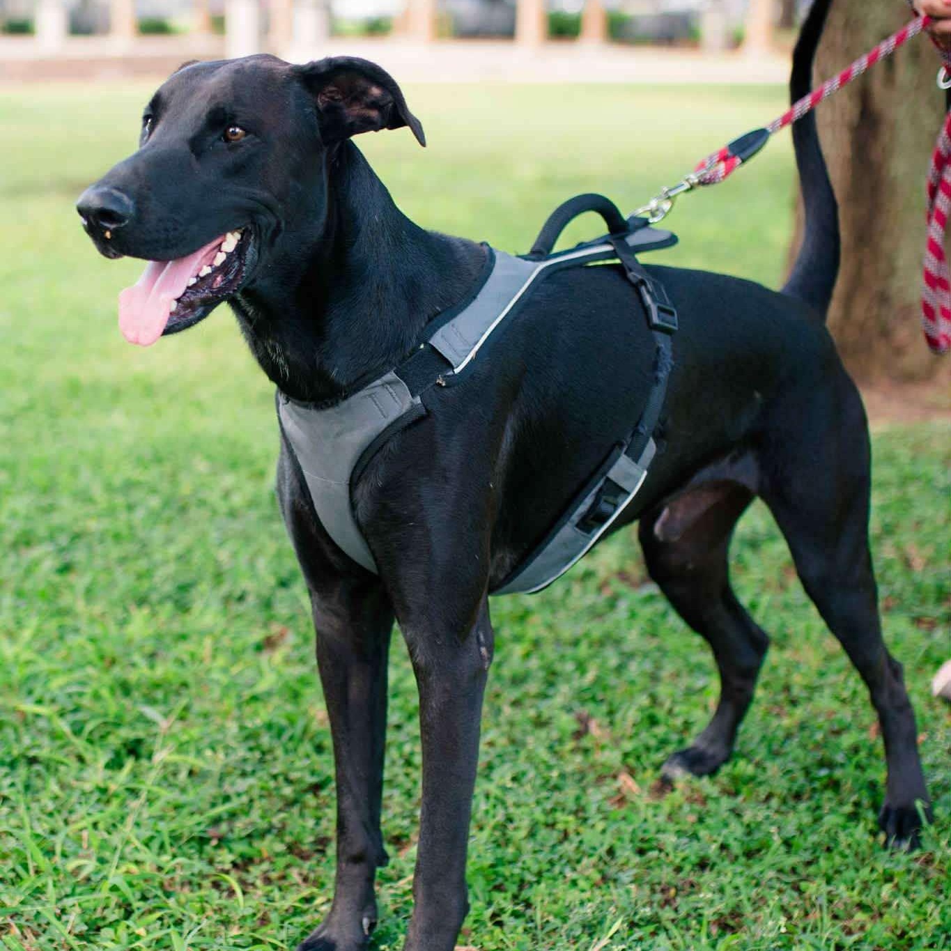 Enlarge Oreo, a Adoptable mixed breed in Mission, TX image 5/6