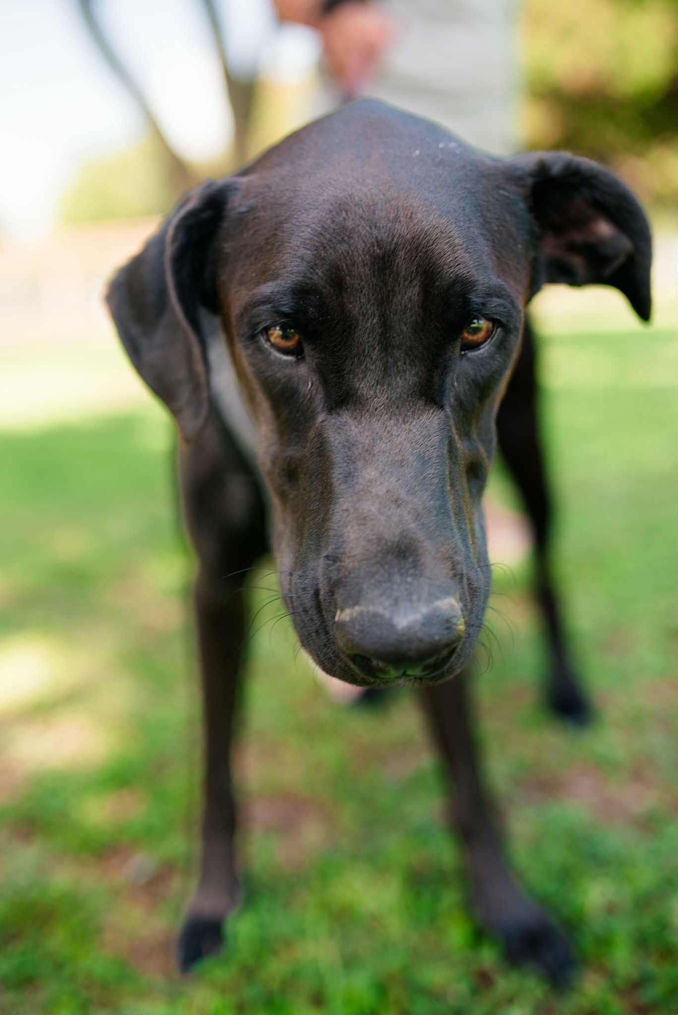 Enlarge Oreo, a Adoptable mixed breed in Mission, TX image 6/6