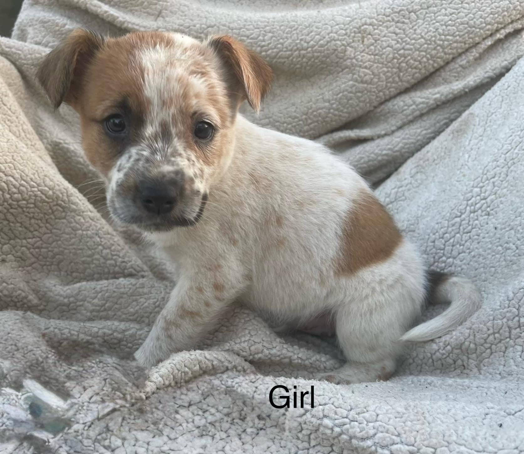 Enlarge Holly, a Adopted Australian Cattle Dog / Blue Heeler in Bradenton, FL image 2/2