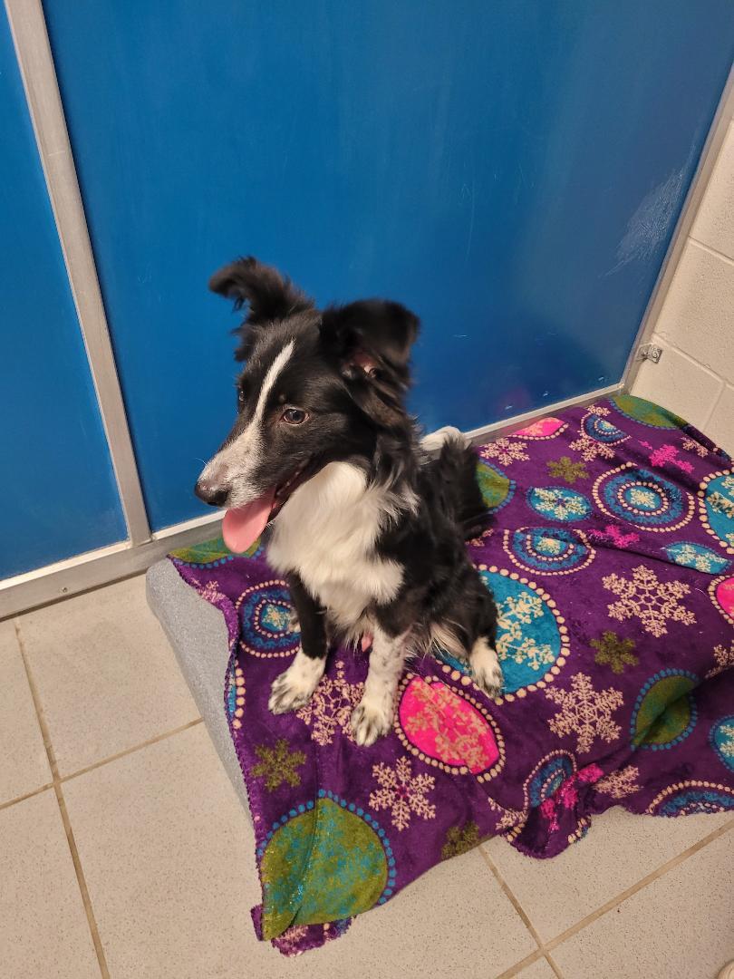 ACO Border Collie, an adoptable Border Collie in Hays, KS, 67601 | Photo Image 2