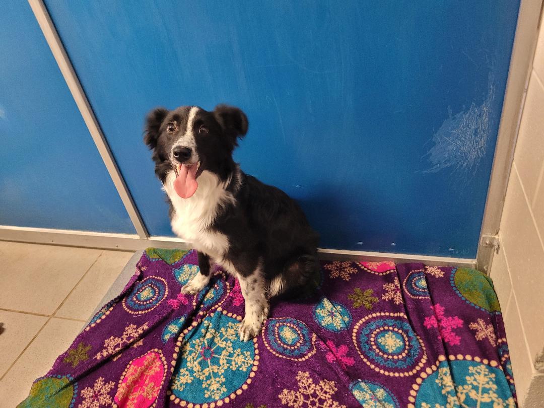 ACO Border Collie, an adoptable Border Collie in Hays, KS, 67601 | Photo Image 4