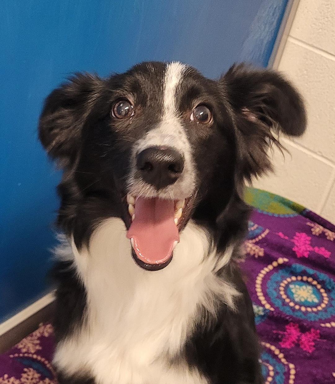 ACO Border Collie, an adoptable Border Collie in Hays, KS, 67601 | Photo Image 5