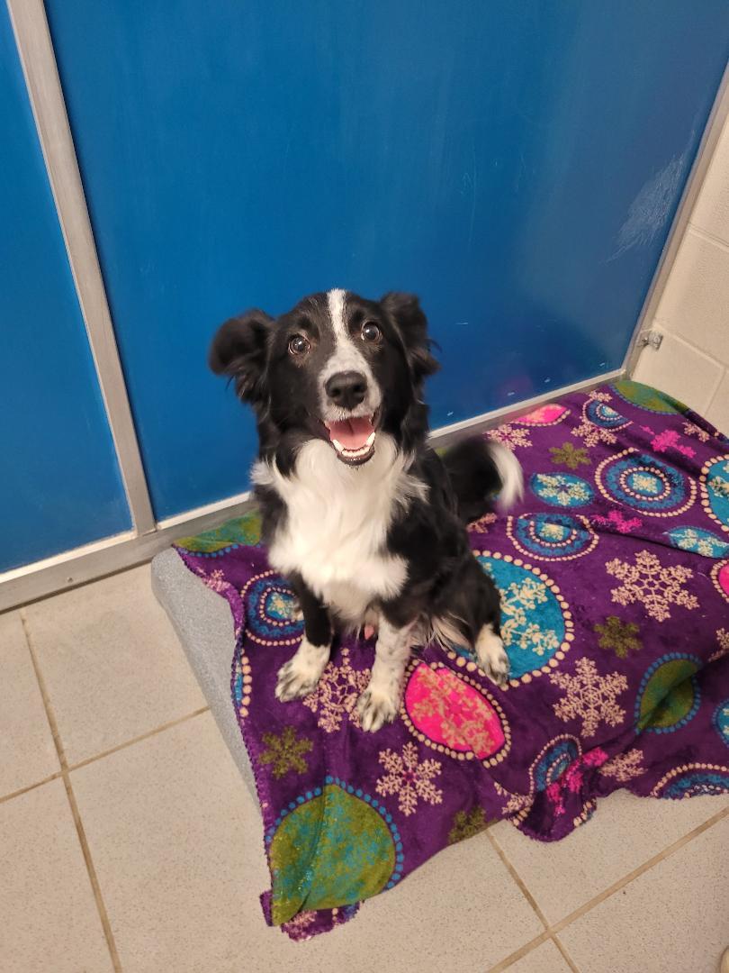 ACO Border Collie, an adoptable Border Collie in Hays, KS, 67601 | Photo Image 1