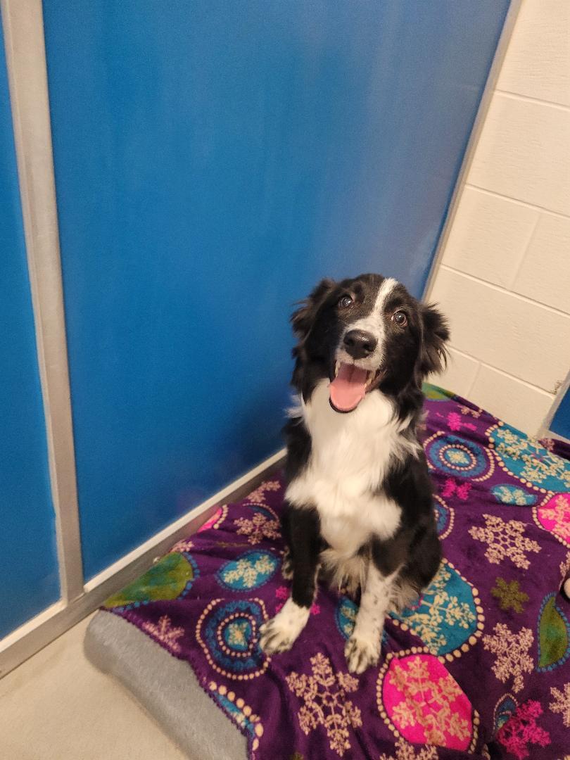 ACO Border Collie, an adoptable Border Collie in Hays, KS, 67601 | Photo Image 3