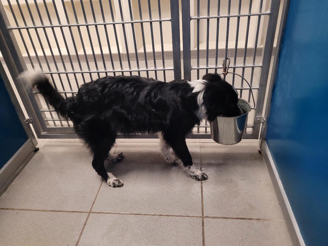 ACO Border Collie, an adoptable Border Collie in Hays, KS, 67601 | Photo Image 6
