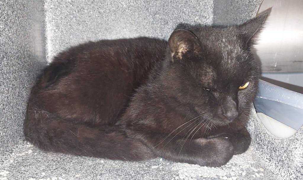 BB, Adoptable, Young Male Domestic Short Hair.