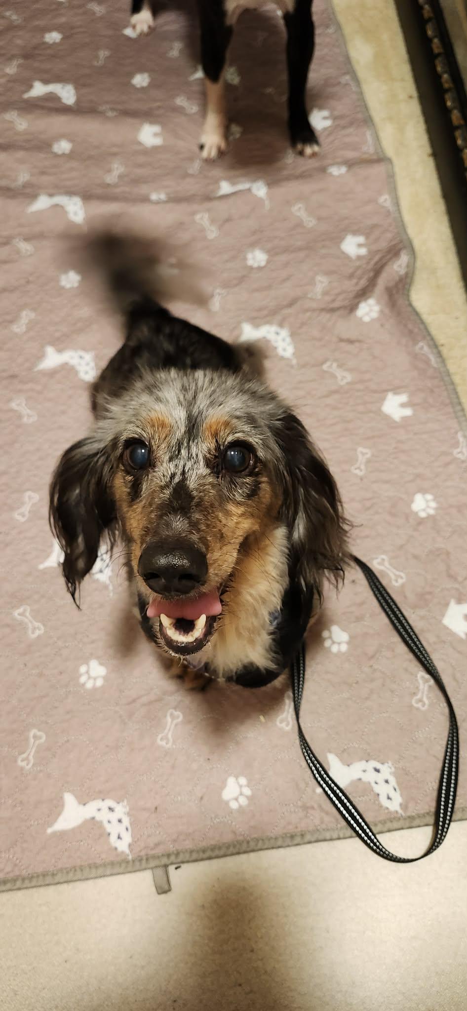Enlarge Jake, a Adopted Dachshund in Gulfport, MS image 1/3