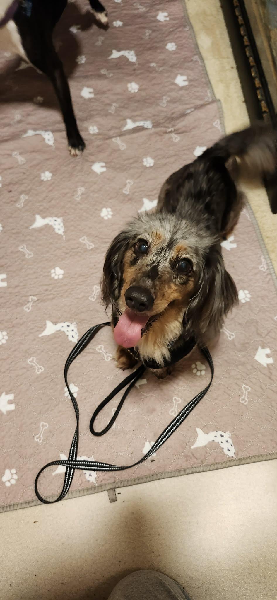 Enlarge Jake, a Adopted Dachshund in Gulfport, MS image 2/3