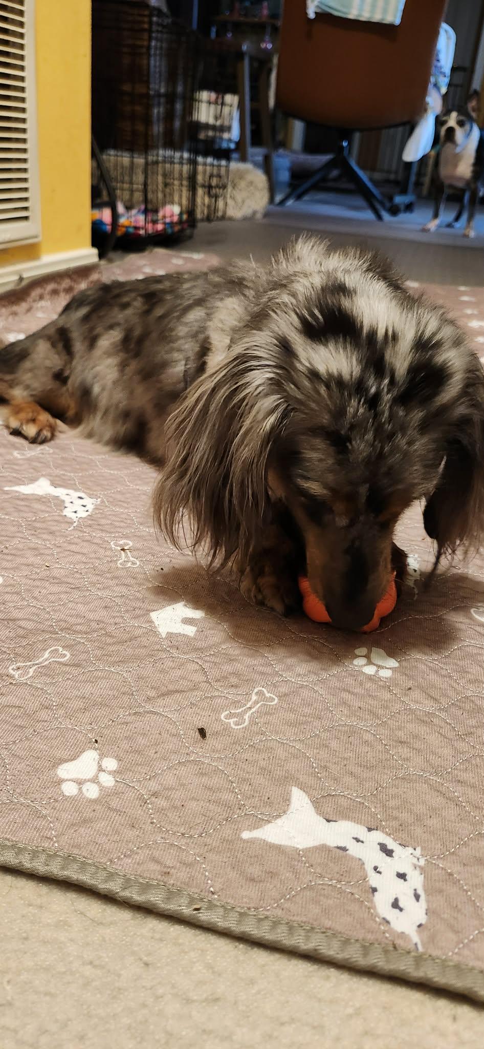 Enlarge Jake, a Adopted Dachshund in Gulfport, MS image 3/3