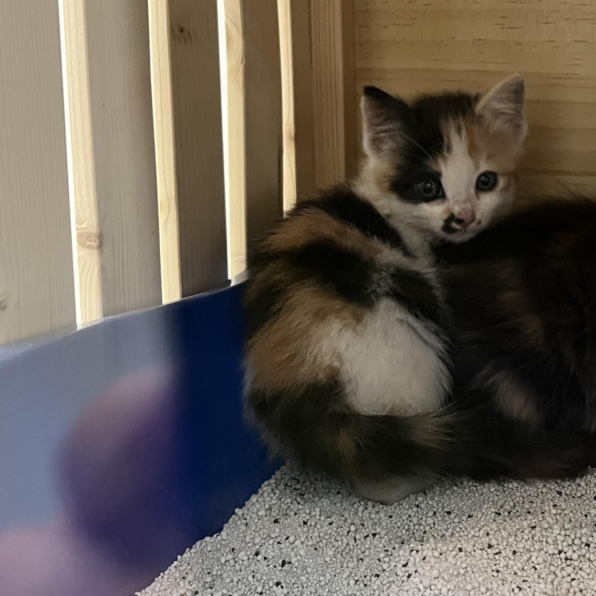 Parsnip, an adoptable Domestic Short Hair, Calico in Torrey, UT, 84775 | Photo Image 4