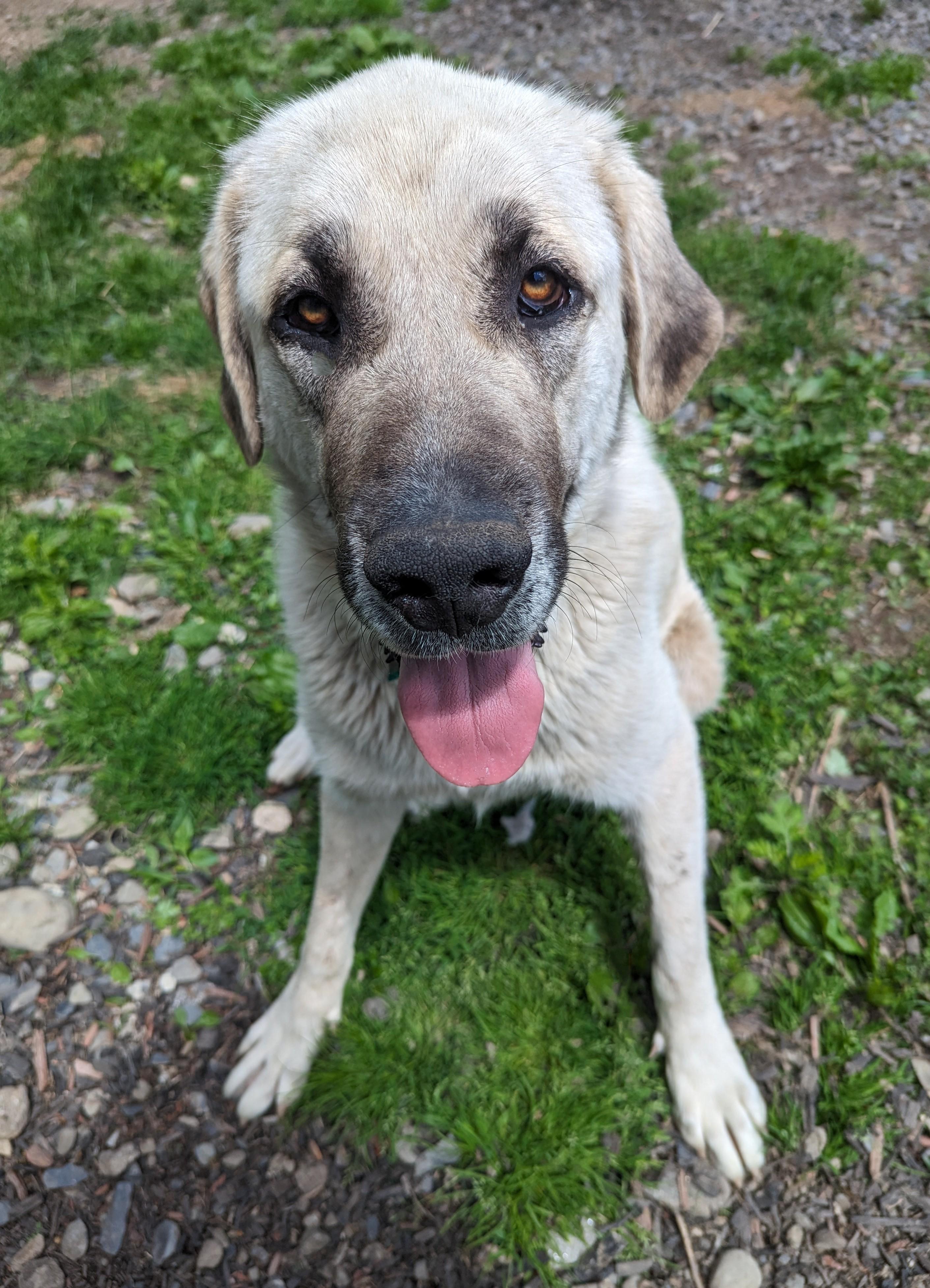 Enlarge Bonnie, a Adoptable mixed breed in New Windsor, NY image 1/3