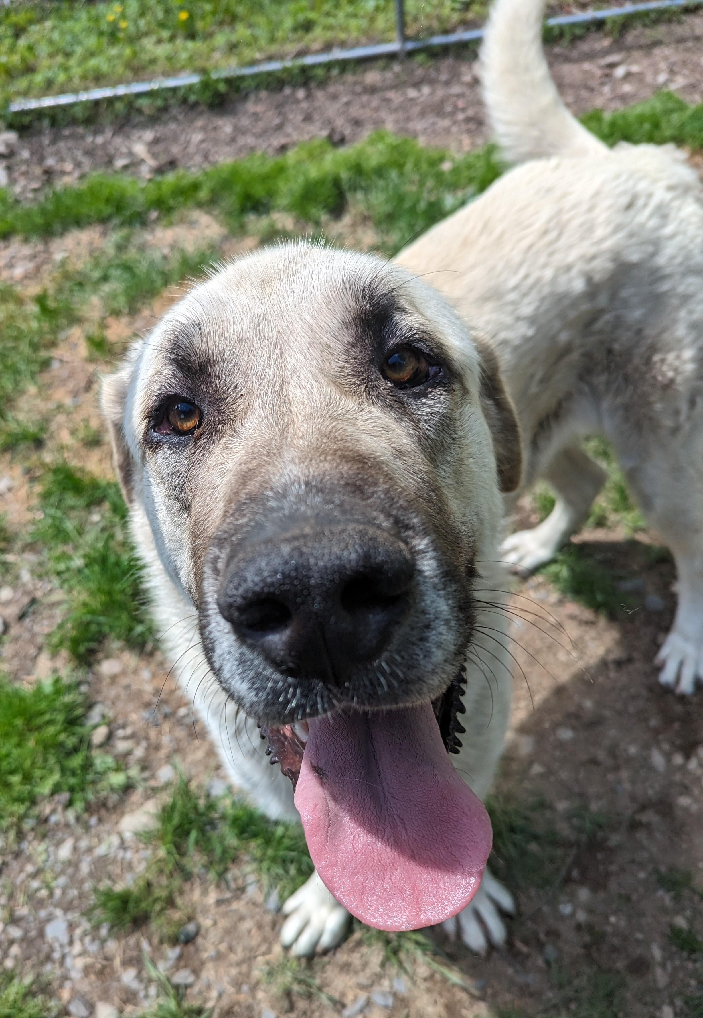 Enlarge Bonnie, a Adoptable mixed breed in New Windsor, NY image 3/3