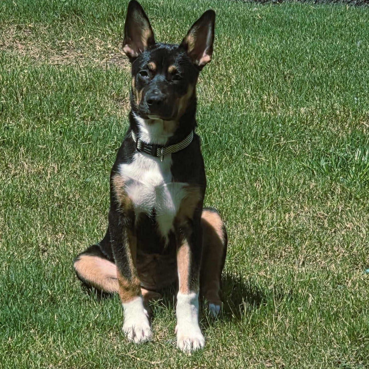 Bella the Shepherd mix