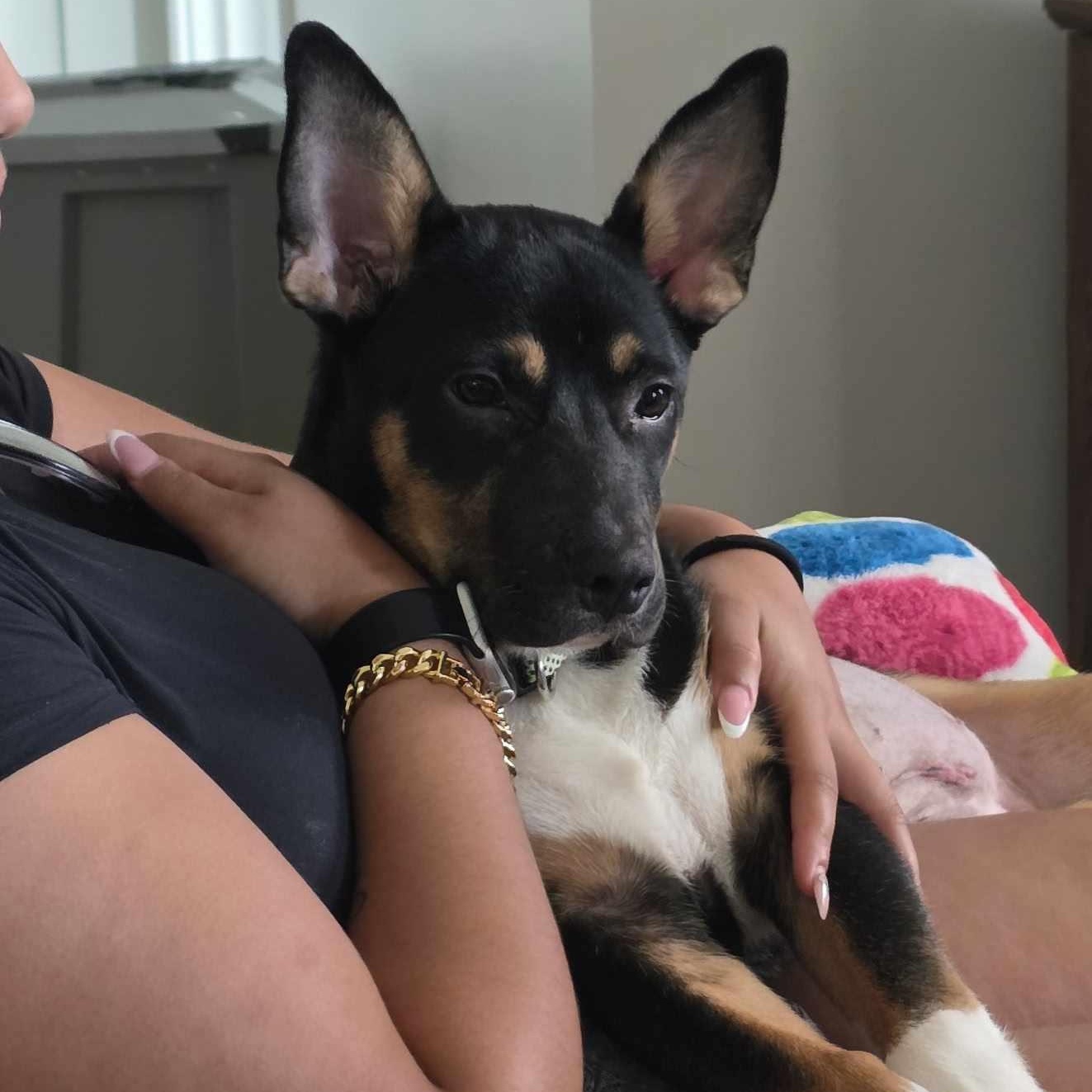 Bella the Shepherd mix