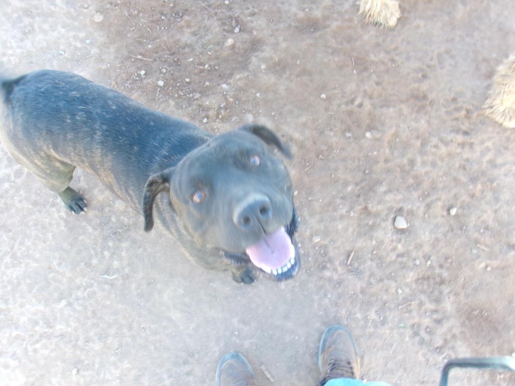 Enlarge Quinn, a Adoptable American Staffordshire Terrier in Winslow, AZ image 1/1