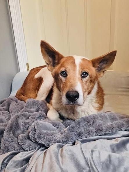 Enlarge Rowan AKA “Red”, a Adoptable mixed breed in MORENO VALLEY, CA image 4/5