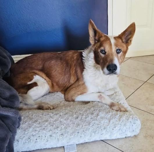 Enlarge Rowan AKA “Red”, a Adoptable mixed breed in MORENO VALLEY, CA image 3/5