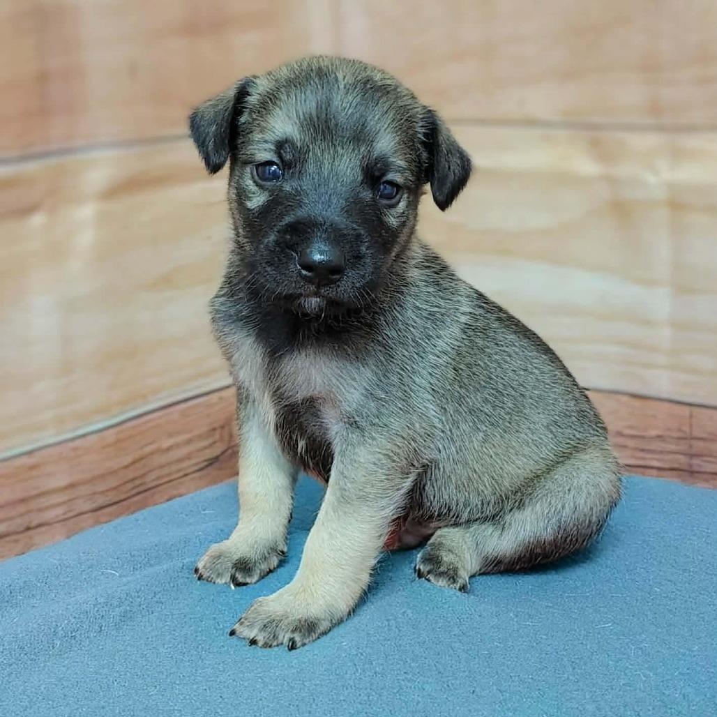 Howie, Adoptable, Puppy Male Labrador Retriever & Mixed Breed.