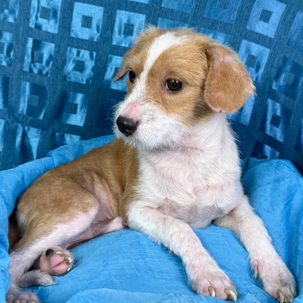 Elton — A Playful Little Comeback Kid, Adoptable, Puppy Male Chihuahua.