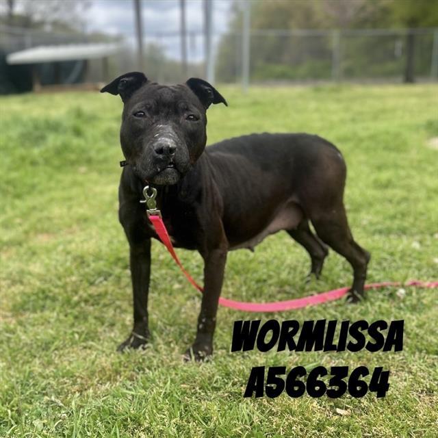 Enlarge WORMLISSA, a Adoptable Pit Bull Terrier in Huntsville, AL image 1/1