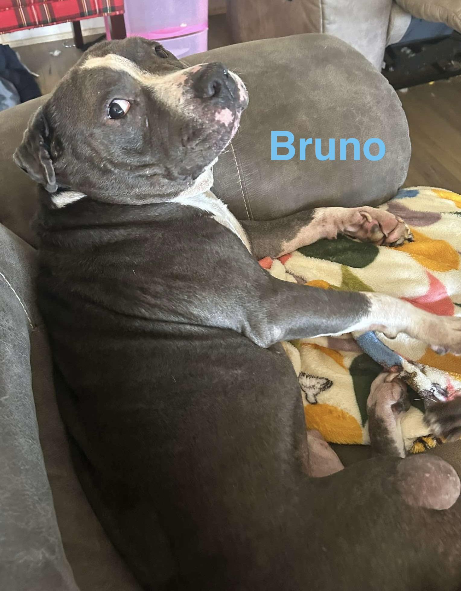 Enlarge BRUNO, a ADOPTABLE mixed breed in Madisonville, LA image 6/6