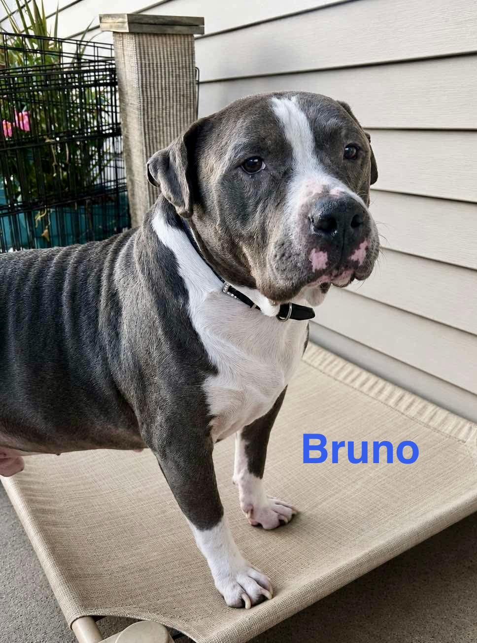 Enlarge BRUNO, a ADOPTABLE mixed breed in Madisonville, LA image 1/6