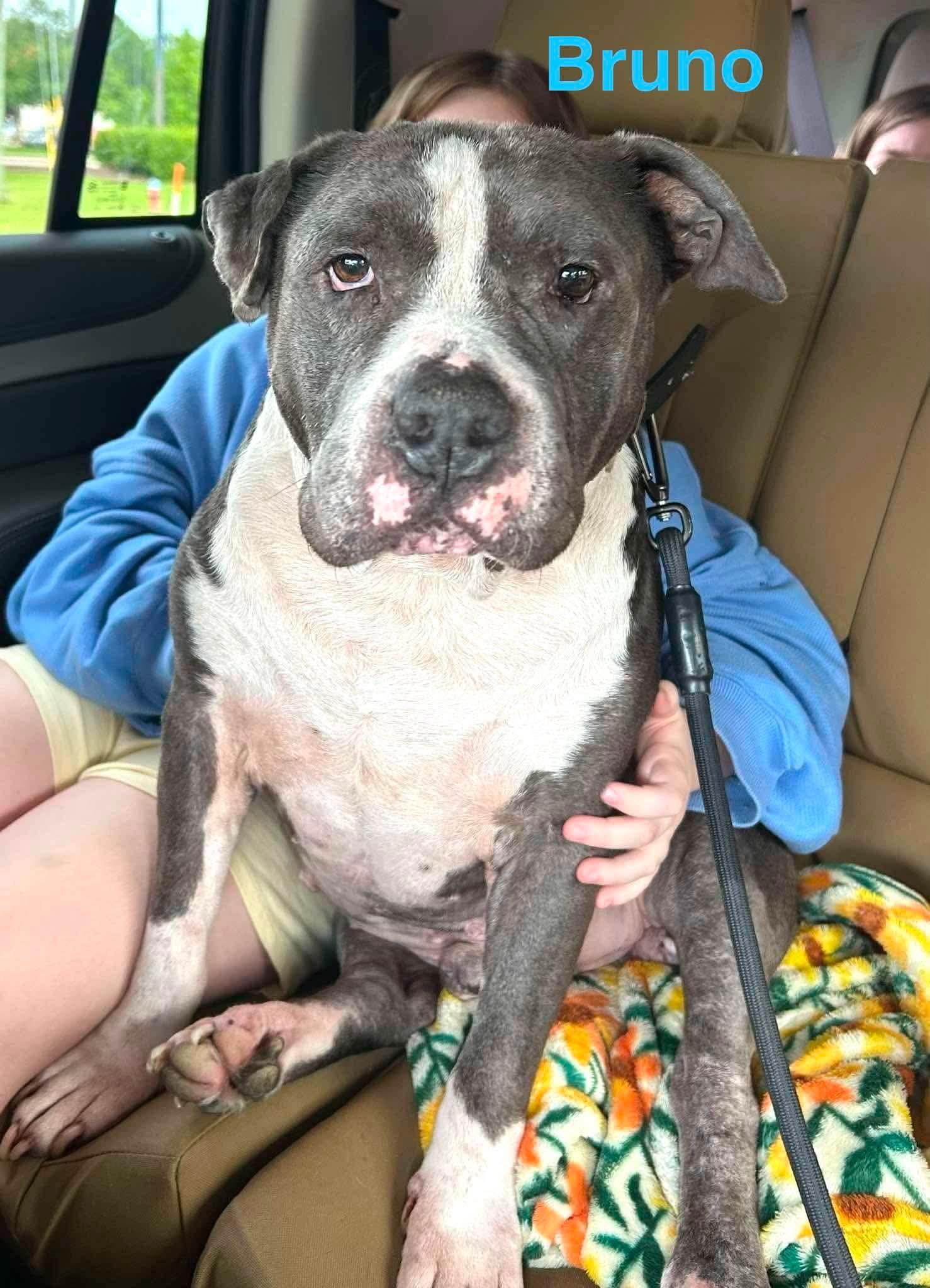 Enlarge BRUNO, a ADOPTABLE mixed breed in Madisonville, LA image 3/6