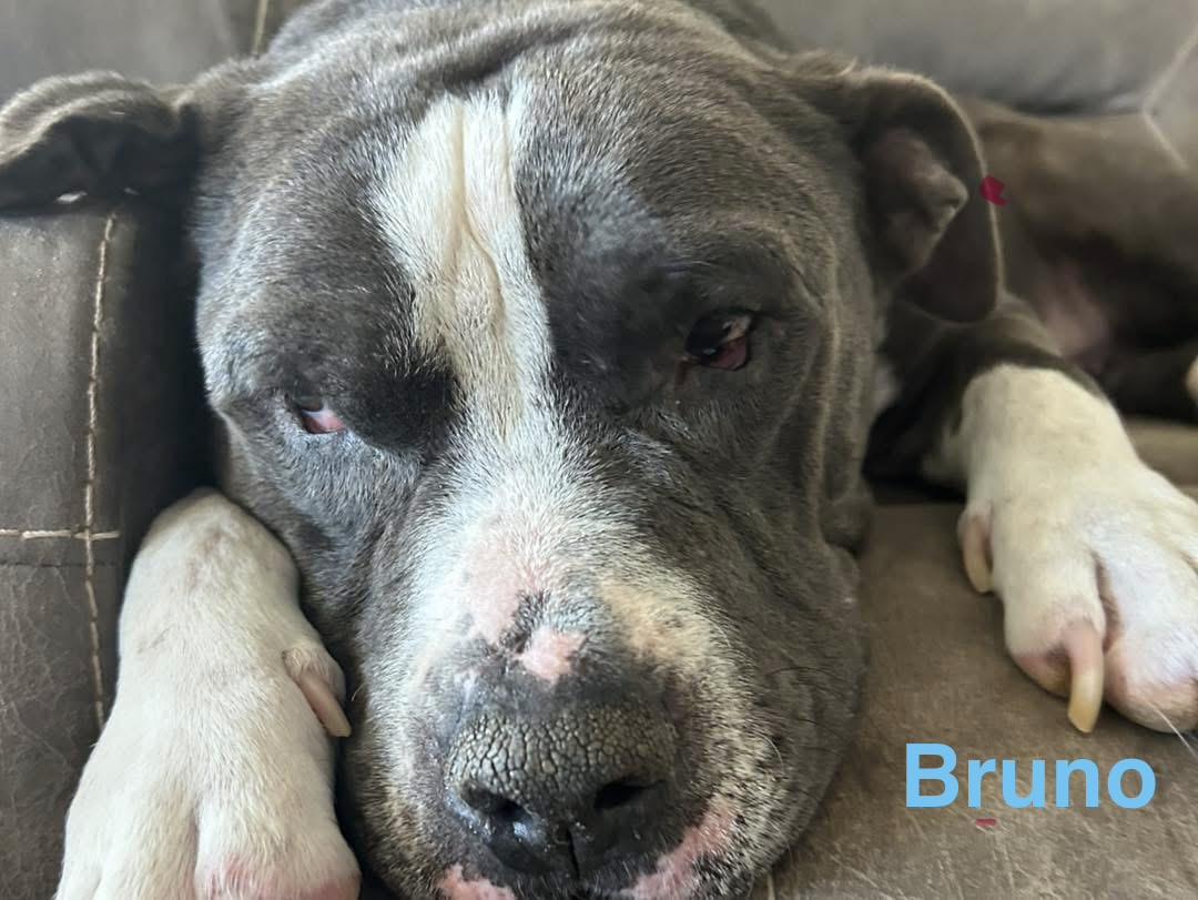 Enlarge BRUNO, a ADOPTABLE mixed breed in Madisonville, LA image 5/6