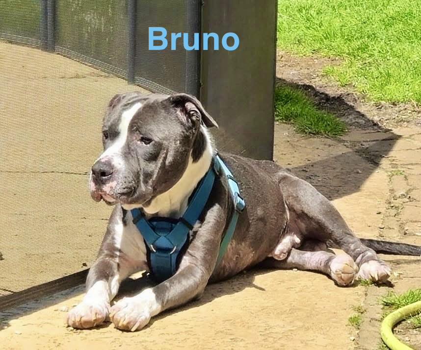 Enlarge BRUNO, a ADOPTABLE mixed breed in Madisonville, LA image 4/6